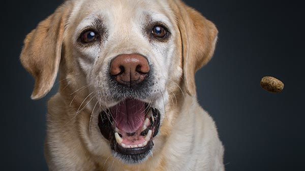 ¿Cómo premiar a un perro? Consejos y sugerencias