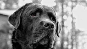 ¿Cómo tratar con perros desconfiados e inseguros?