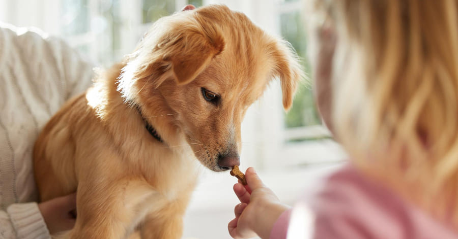 ¿Por qué es importante premiar a un perro?
