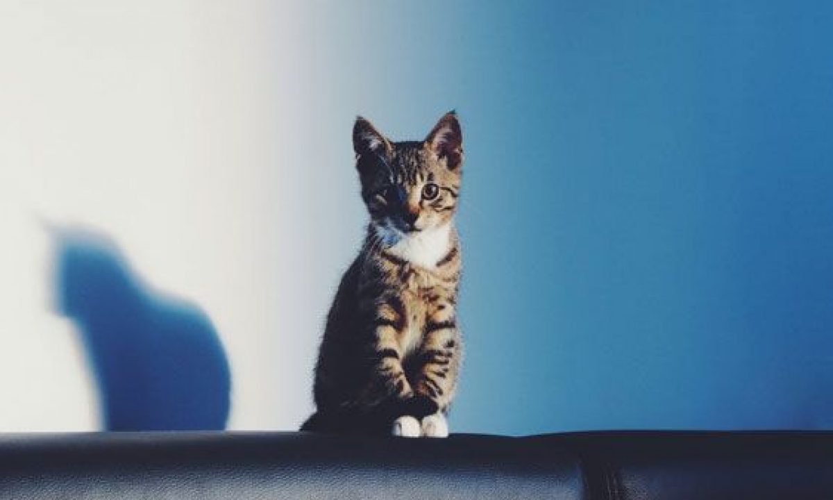 Móvil volumen galope El gato más pequeño del mundo y otros récords de los gatos - Tiendanimal