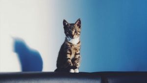 El gato más pequeño del mundo y otros récords de los gatos