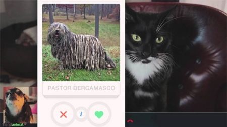 Fifi busca a su amor perruno en Perrinder – QMDC 1×16