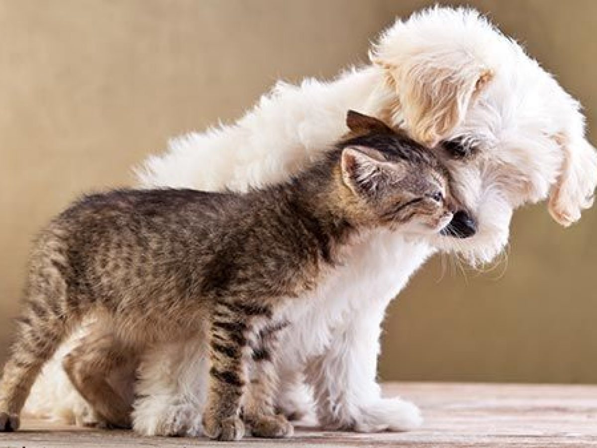 Flores de Bach para perros y gatos - Tiendanimal Flores de Bach para perros y gatos - Tiendanimal