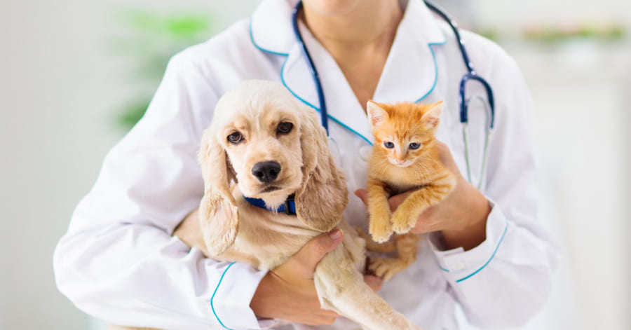Frecuencia de visitas a la clínica veterinaria