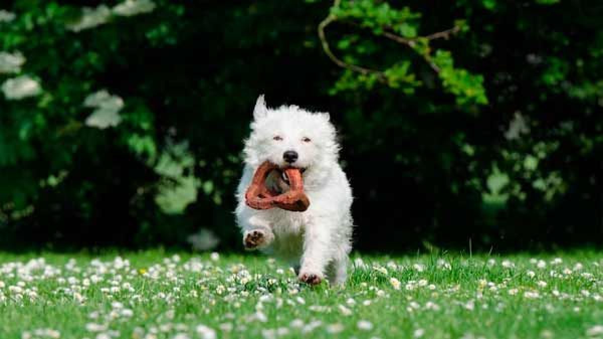 juguetes para perros de mordida fuerte