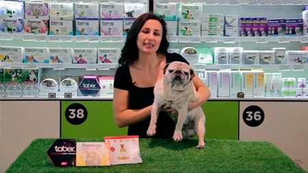 Leishmaniasis canina: protege a tu perro