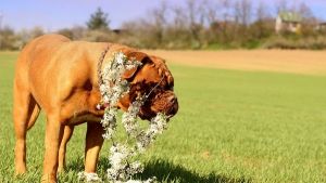 Leishmaniasis en perros: ¿existe riesgo de contagio?