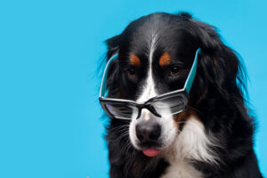 Ranking de las razas de perro más inteligentes