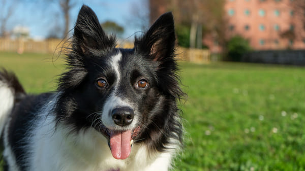 Lista de perros más inteligentes: border collie