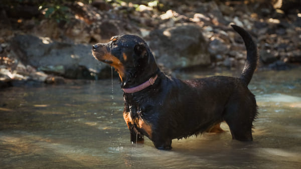Ranking de los perros más inteligentes: Rottweiler