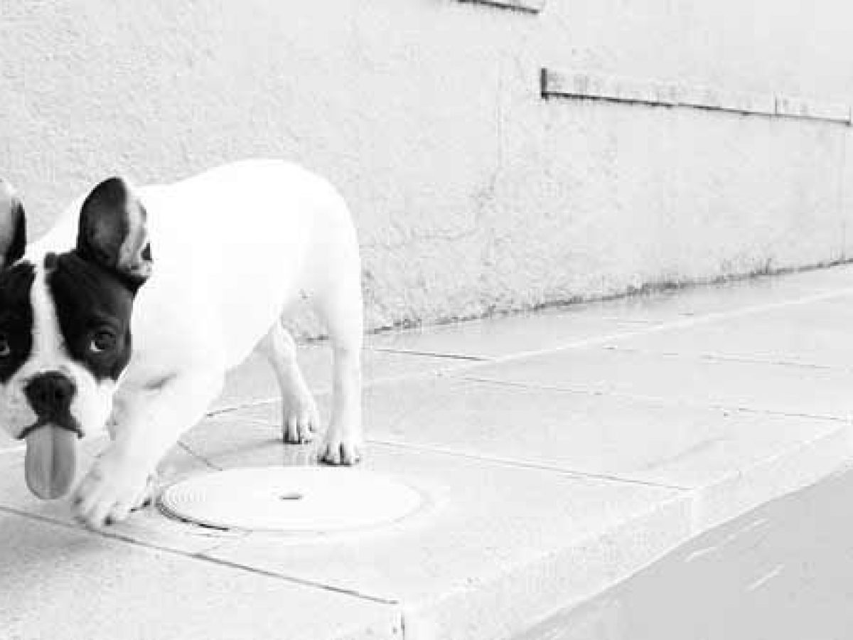 perro babea mucho, ¿por qué babean los perros? - Tiendanimal
