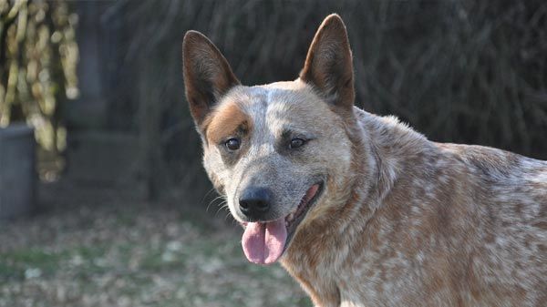 Perro del ganado australiano