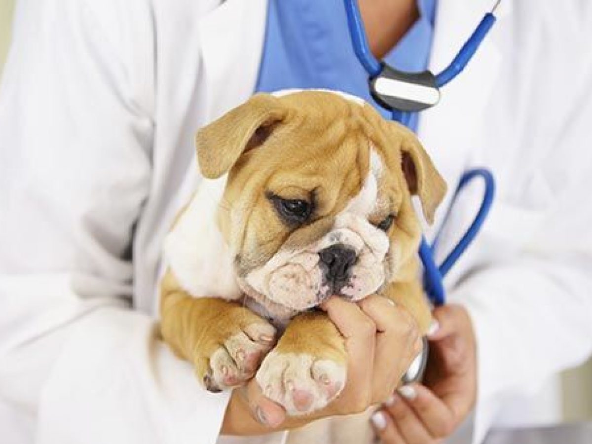 Endulzar asiático pistola Por qué es tan importante acudir al veterinario? - Tiendanimal