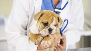 ¿Por qué es tan importante acudir al veterinario?