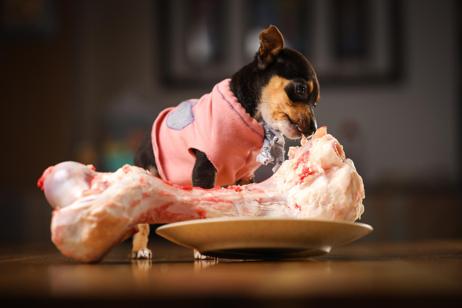 ¿Qué es mejor para un perro: pienso o comida casera natural?