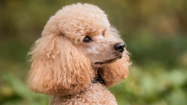 Ranking de los perros más listos: caniche