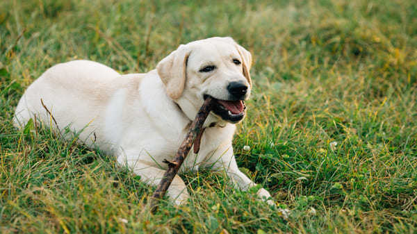 Razas de perros más inteligentes como el labrador retriever