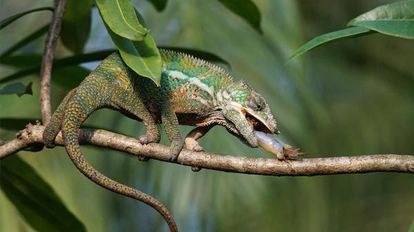 Reptiles domésticos para tener como mascota