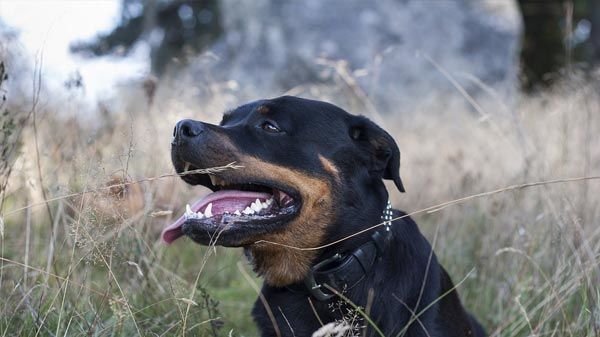 Rottweiler