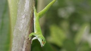 Tipos de geckos y principales características