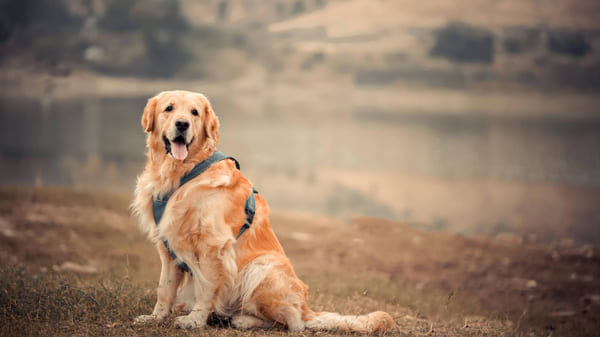 Top perros más inteligentes: golden retriever