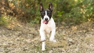 Ventajas del aceite de salmón para perros