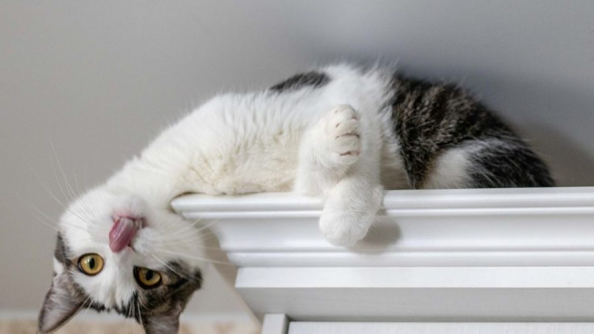 Por qué los gatos necesitan subirse a sitios elevados? - Tiendanimal