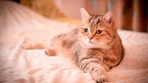 Alergia en gatos: aprende a detectarla y combatirla