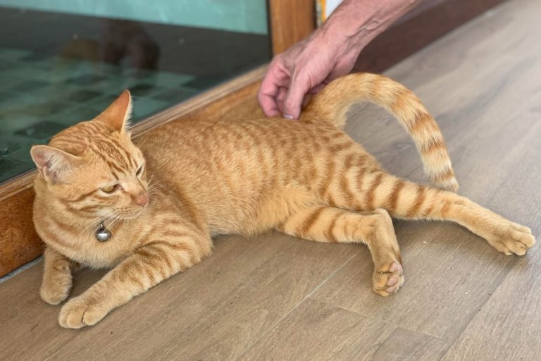 Alergia en gatos: síntomas y tratamientos