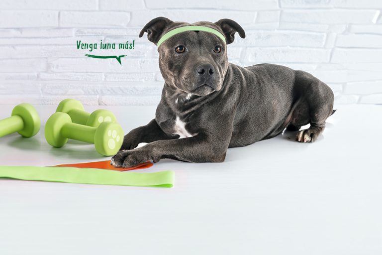 Beneficios de adoptar una mascota