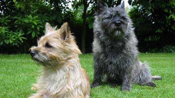 cairn terrier