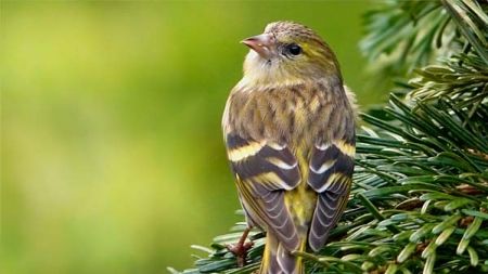 Comida para canarios: todo lo que necesitas saber