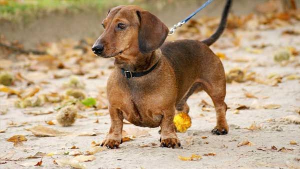 dachshund