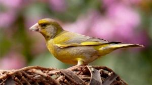 Cómo desparasitar canarios y otras aves