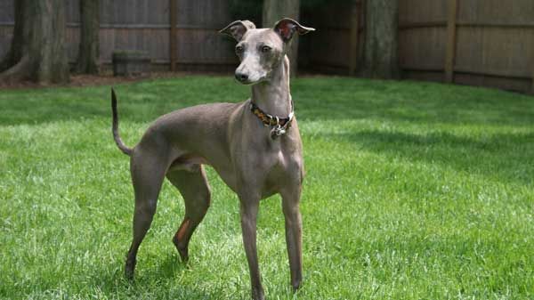 galgo italiano