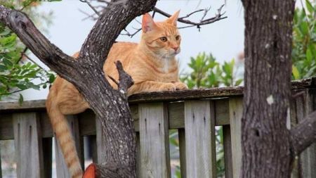 Qué hacer cuando dejamos al gato solo en casa