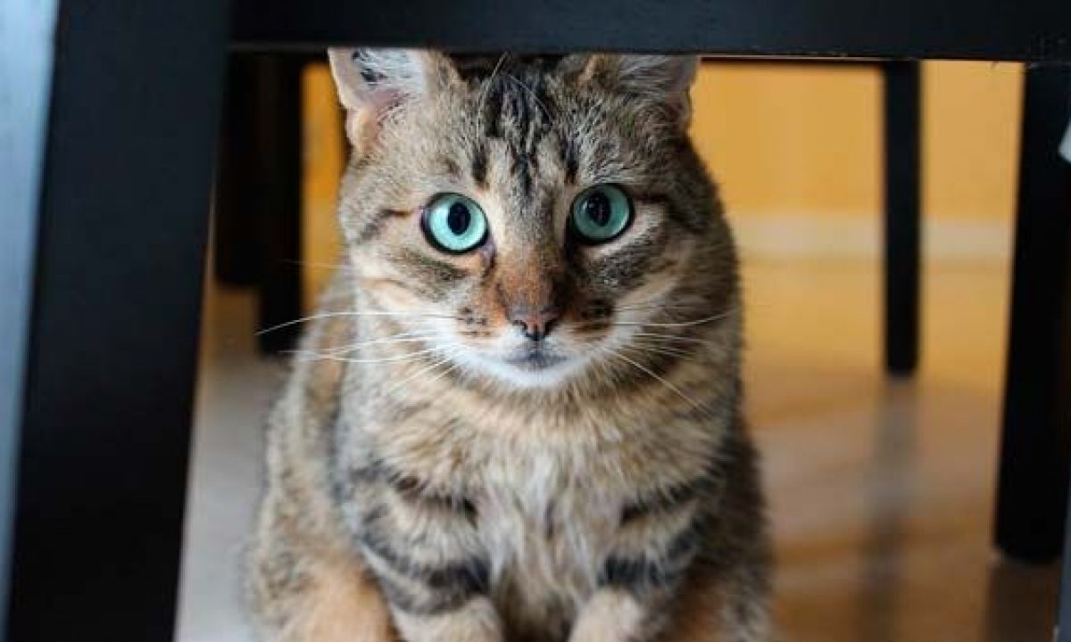 Gatos y dueños: cómo cambia la si el es macho o hembra