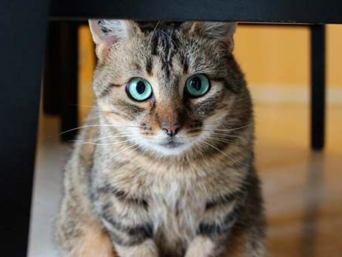 Oferta Salón Perder Gatos y dueños: cómo cambia la relación si el gato es macho o hembra