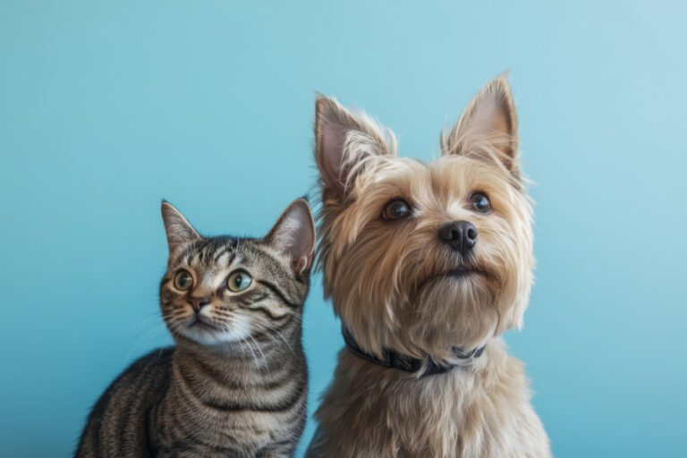 Guía con toda la información sobre seguros para perros y gatos: qué son, tipos, beneficios...