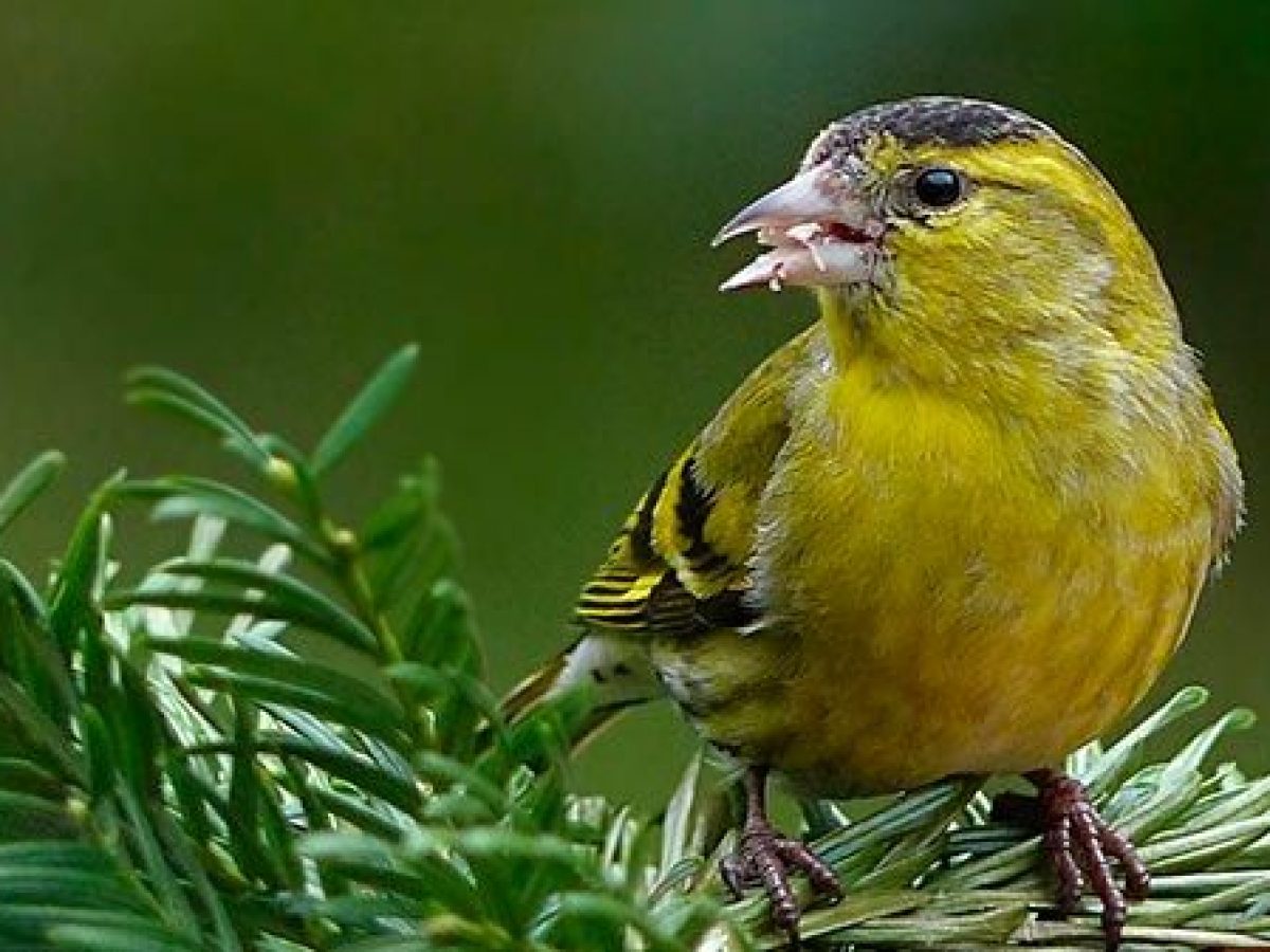 Química Indomable maquillaje Los mejores pájaros cantores para alegrar tu casa - Tiendanimal