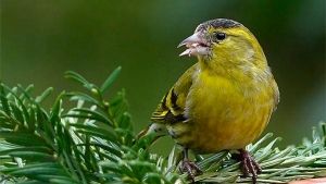 Los mejores pájaros cantores para alegrar tu casa