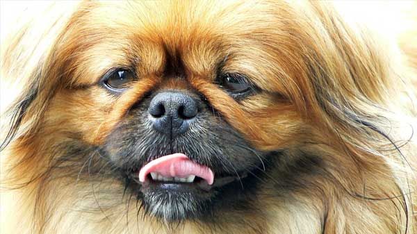 pekines