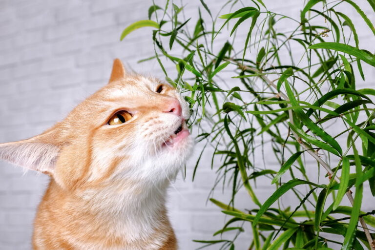 Plantas buenas que pueden comer los gatos y sus beneficios