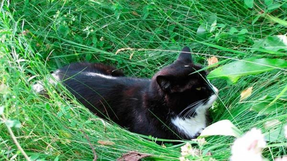 Tecnología triatlón Claire Plantas para gatos: 10 plantas que tu felino adorará - Tiendanimal