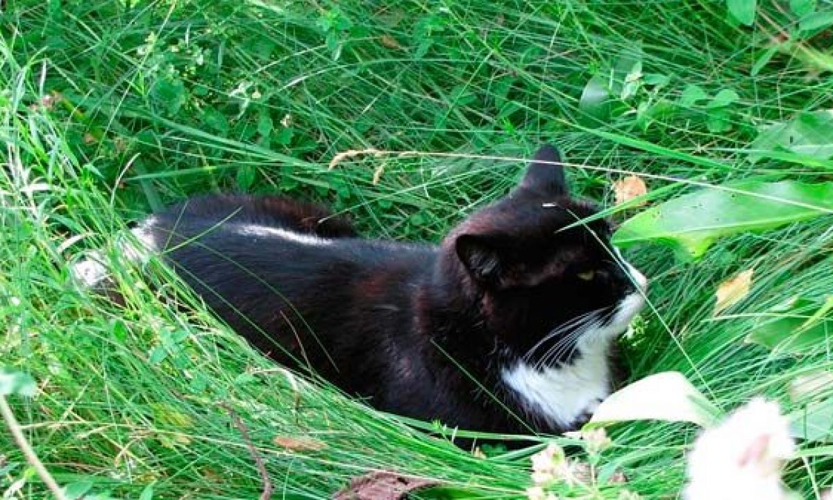 dirigir Perceptivo Disparidad Plantas para gatos: 10 plantas que tu felino adorará - Tiendanimal