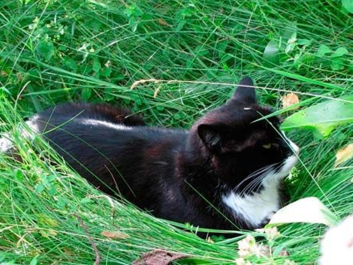 Plantas para gatos: 10 plantas que tu felino adorará - Tiendanimal