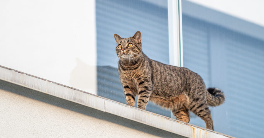 ¿Por qué a los gatos les gusta subirse a sitios elevados?