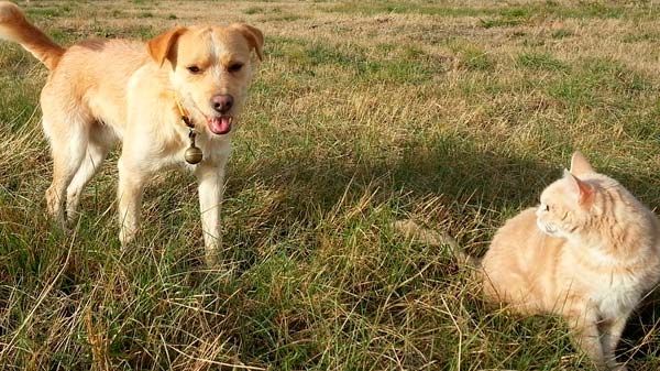 ¿Quién es el abuelo de las mascotas?