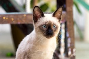 Raza de gato siamés: guía de cuidados, características y consejos