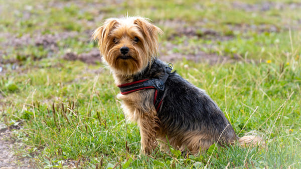 Yorkshire Terrier, una de las razas pequeñas